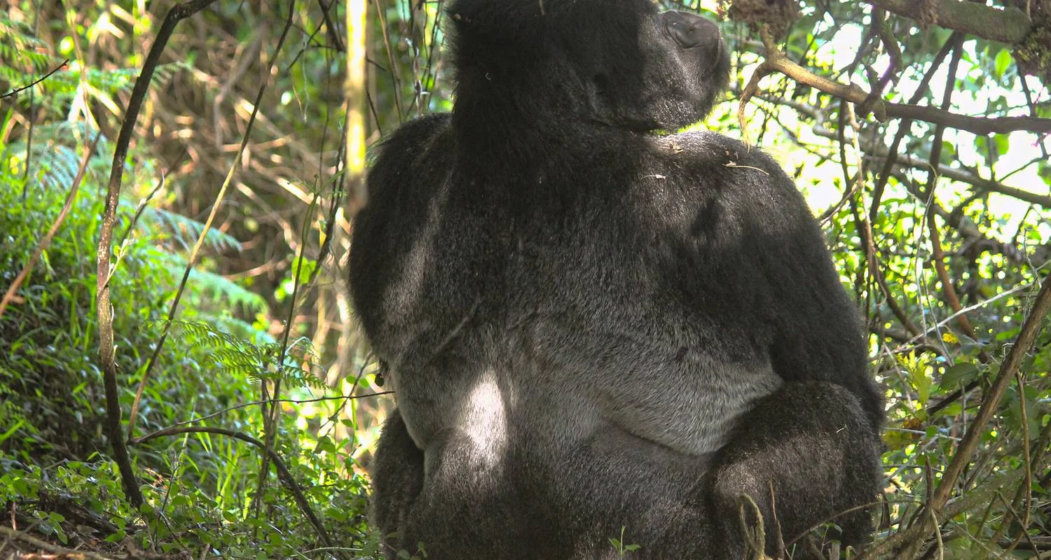 Explore 2-Day Rwanda Gorilla Trekking Budget Safari for 2 days with Bamboo Ecotours and discover unforgettable experiences - Photo 2