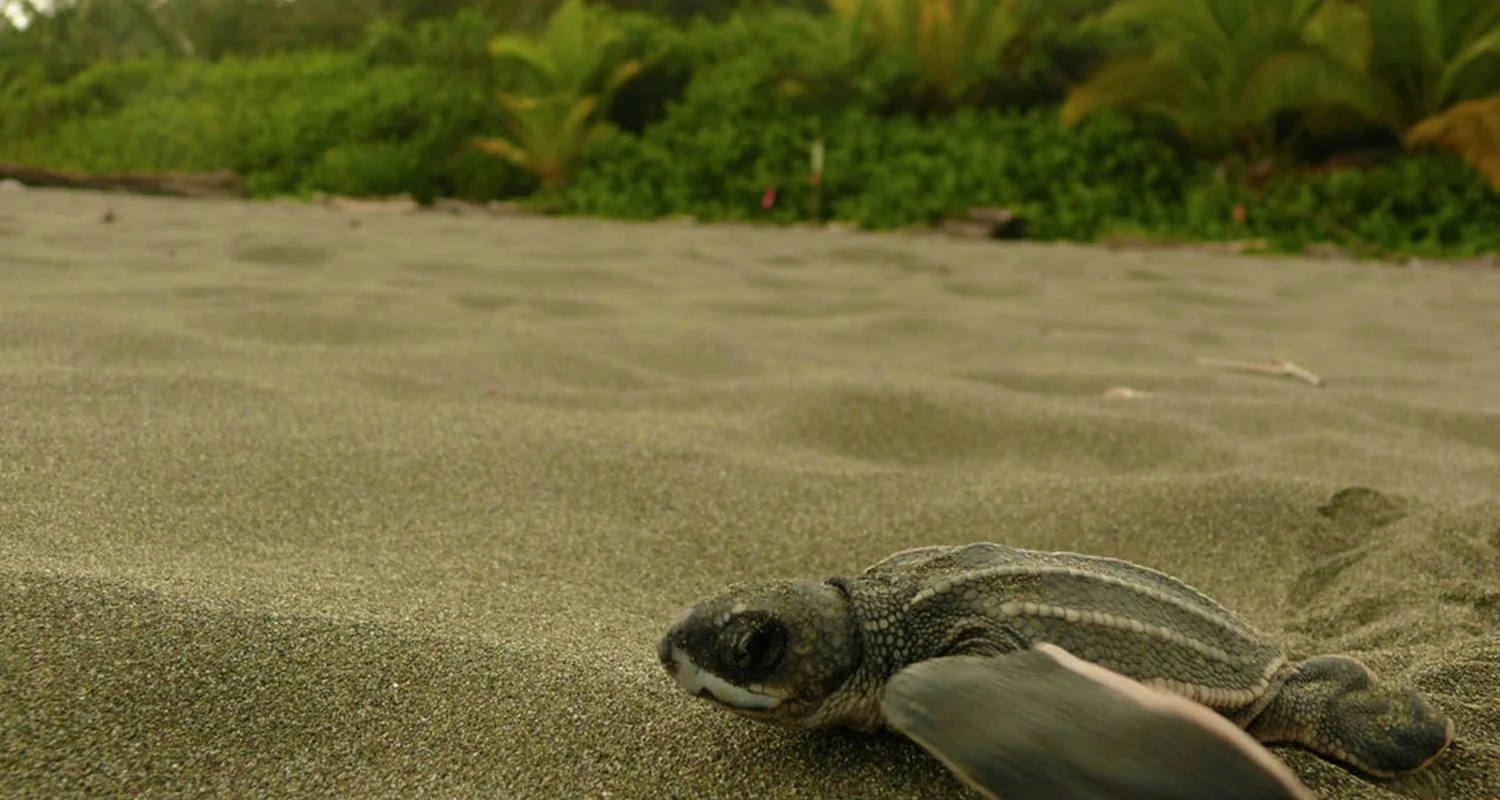Explore Tortuguero Trails & Pacuare Rapids 4D/3N for 4 days with Bamba Travel and discover unforgettable experiences - Photo 2