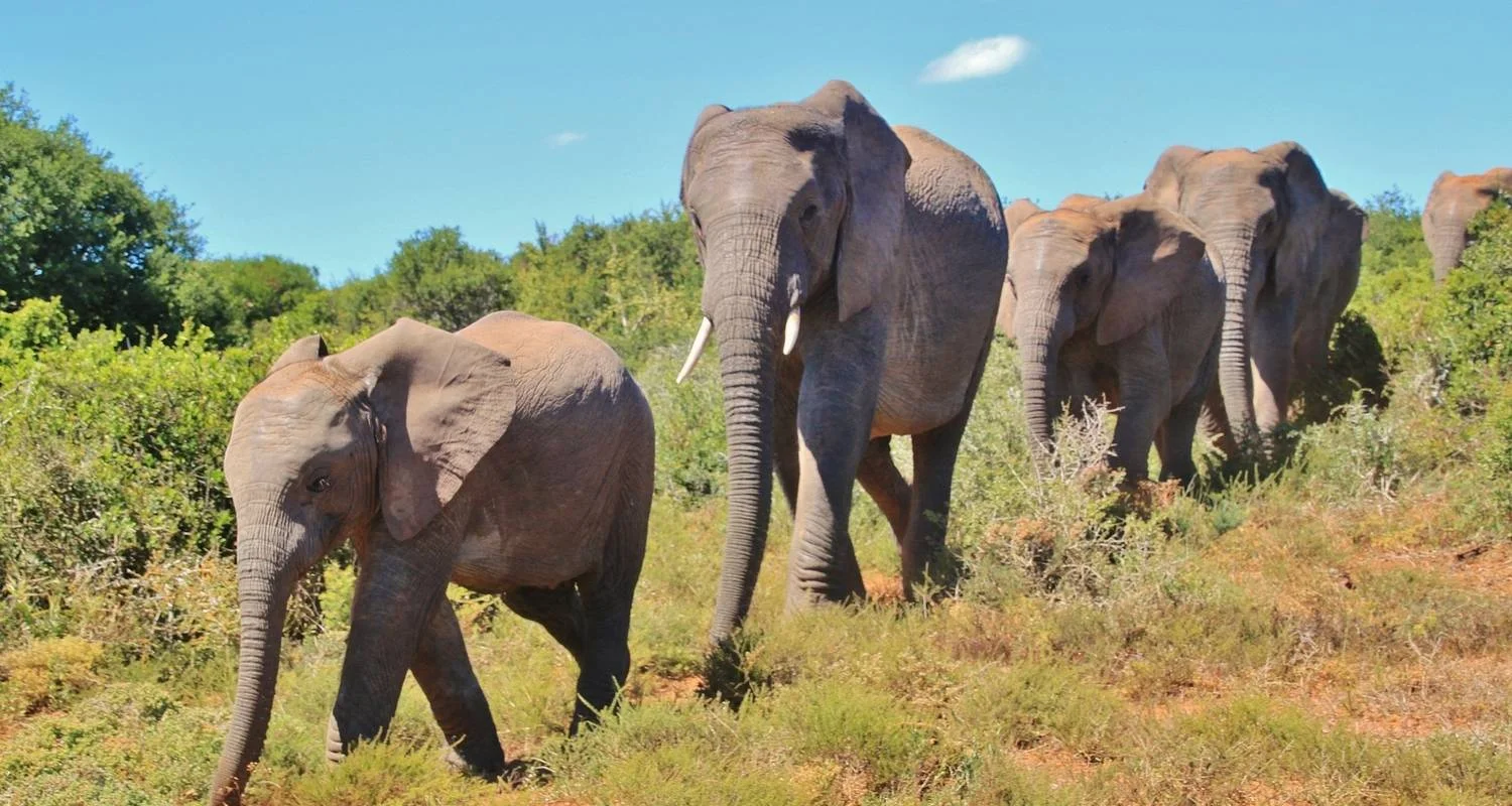 Explore Garden Route & Addo Adventure 5D/4N for 5 days with Bamba Travel and discover unforgettable experiences - Photo 2