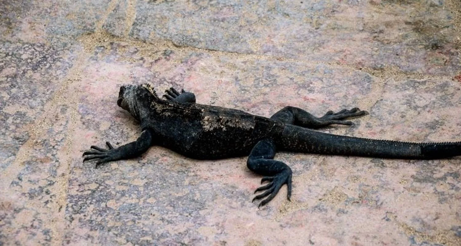 Explore Galapagos Island Hopping Adventure 7D/6N for 7 days with Bamba Travel and discover unforgettable experiences - Photo 2