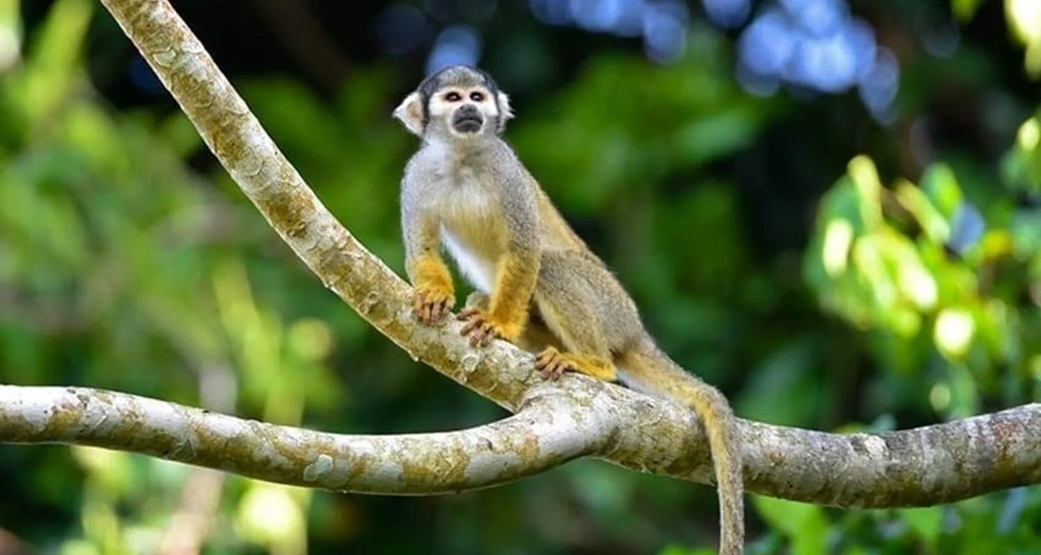 Explore Iquitos Amazon Jungle Adventure 5D/4N for 5 days with Bamba Travel and discover unforgettable experiences - Photo 2