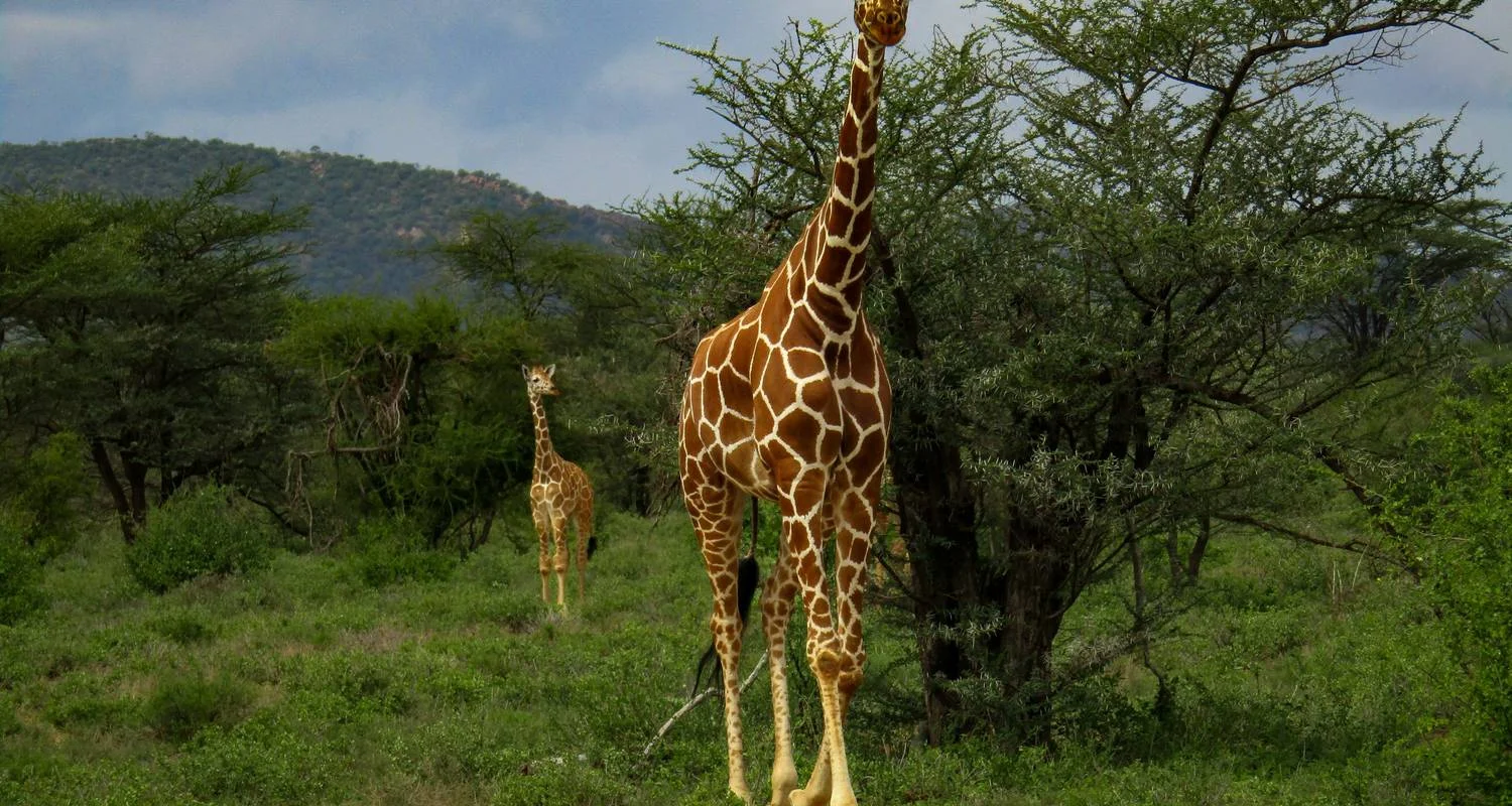 Explore Super Kenyan Safari 8D/7N (Masai Mara, Lake Nakuru, Sweetwaters & Samburu) for 8 days with Bamba Travel and discover unforgettable experiences - Photo 2