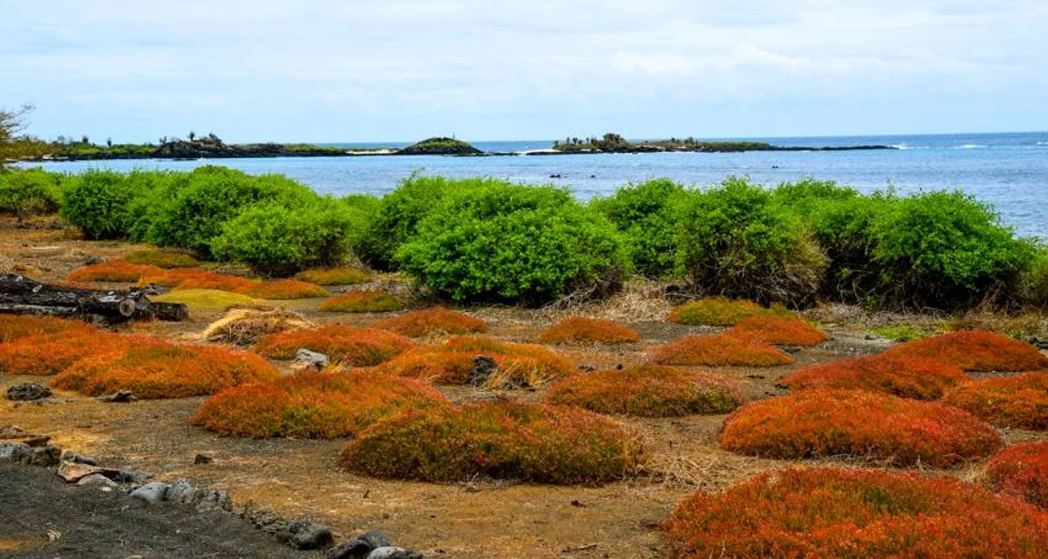 Explore Galapagos Island Hopping Adventure 5D/4N for 5 days with Bamba Travel and discover unforgettable experiences - Photo 2