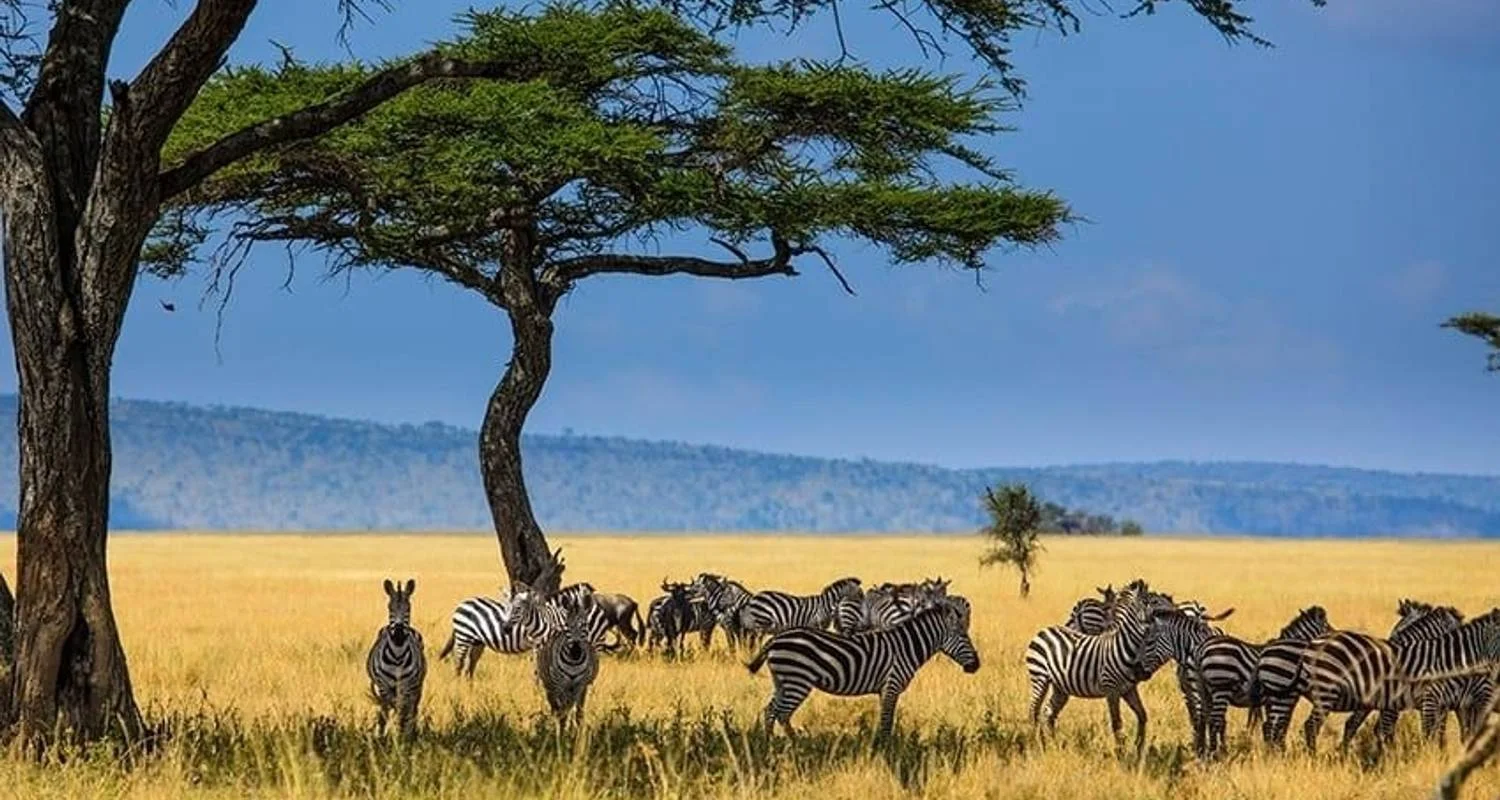 Explore Highlights of Tanzania Safari 5D/4N (Tarangire, Serengeti & Ngorongoro) for 5 days with Bamba Travel and discover unforgettable experiences - Photo 2