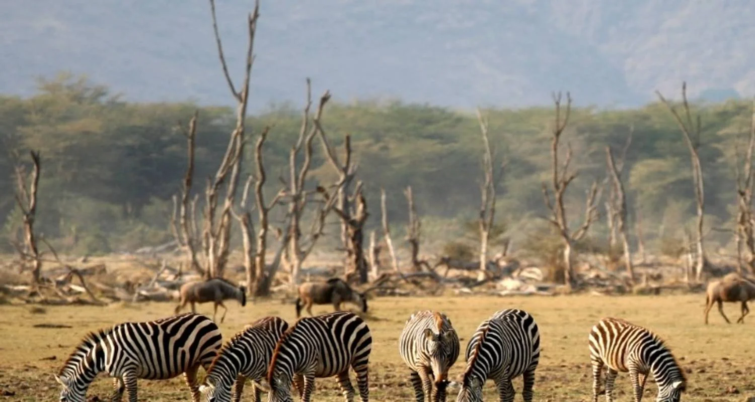 Explore Highlights of Tanzania Safari 6D/5N (Tarangire, Serengeti & Ngorongoro) for 6 days with Bamba Travel and discover unforgettable experiences - Photo 2