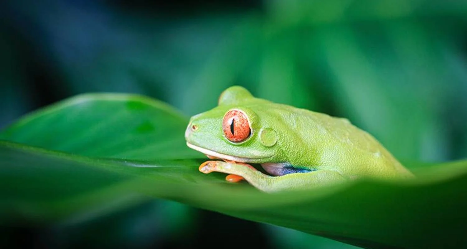 Explore Tortuguero National Park Adventure 3D/2N for 3 days with Bamba Travel and discover unforgettable experiences - Photo 2
