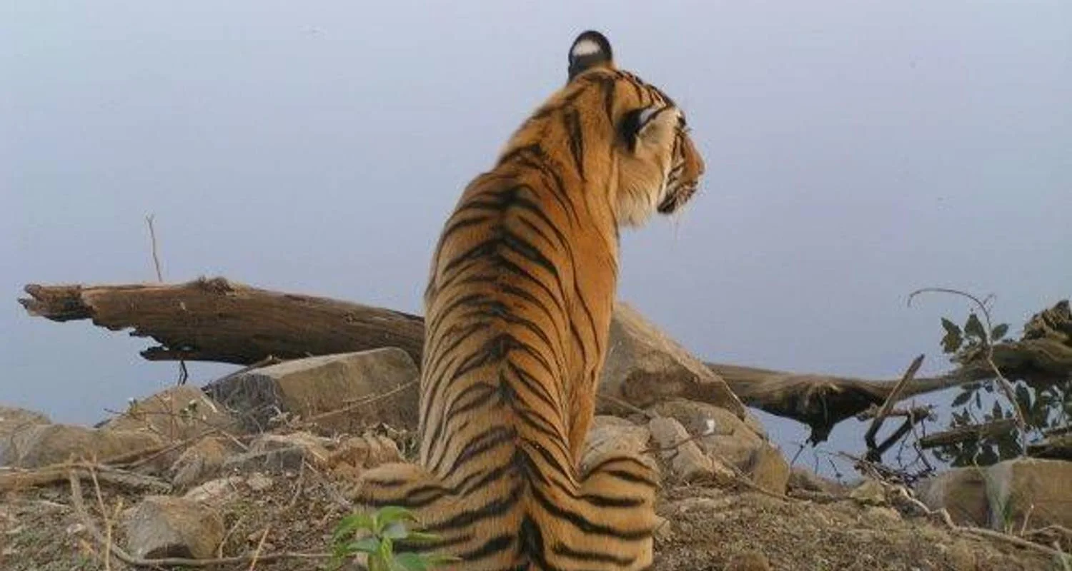 Explore Ranthambore Tiger Experience 5D/4N (from Delhi) for 5 days with Bamba Travel and discover unforgettable experiences - Photo 2