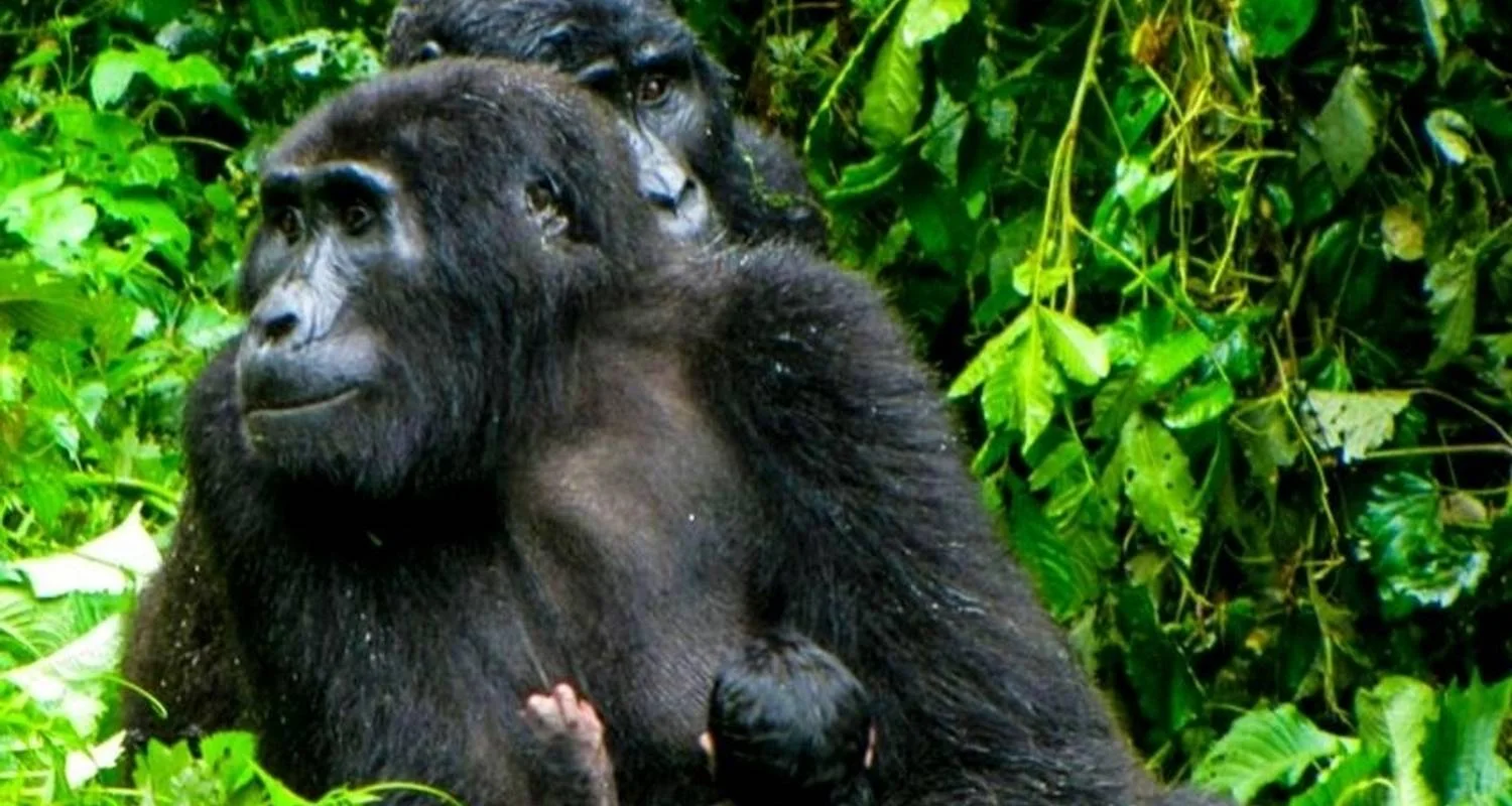 Explore Uganda Gorilla Safari Air-Expedition 4D/3N for 4 days with Bamba Travel and discover unforgettable experiences - Photo 2