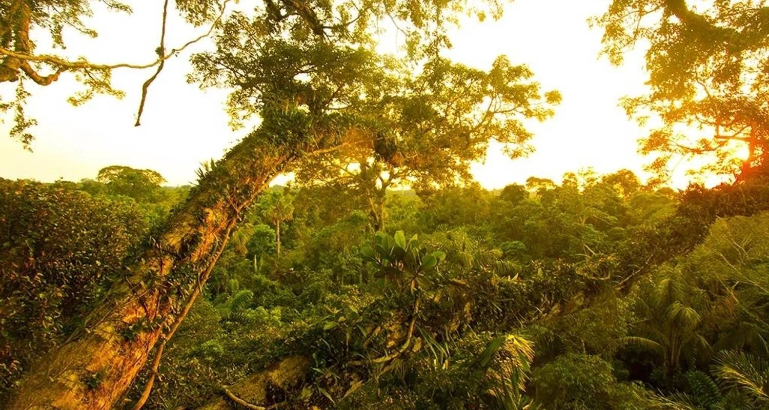 Explore Yasuni Amazon Expedition 5D/4N for 5 days with Bamba Travel and discover unforgettable experiences - Photo 2