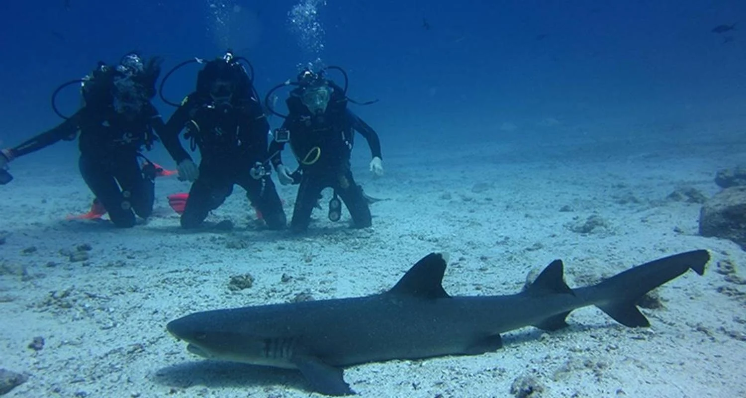 Explore Galapagos Island Hopping Diving Full Experience 8D/7N for 8 days with Bamba Travel and discover unforgettable experiences - Photo 2