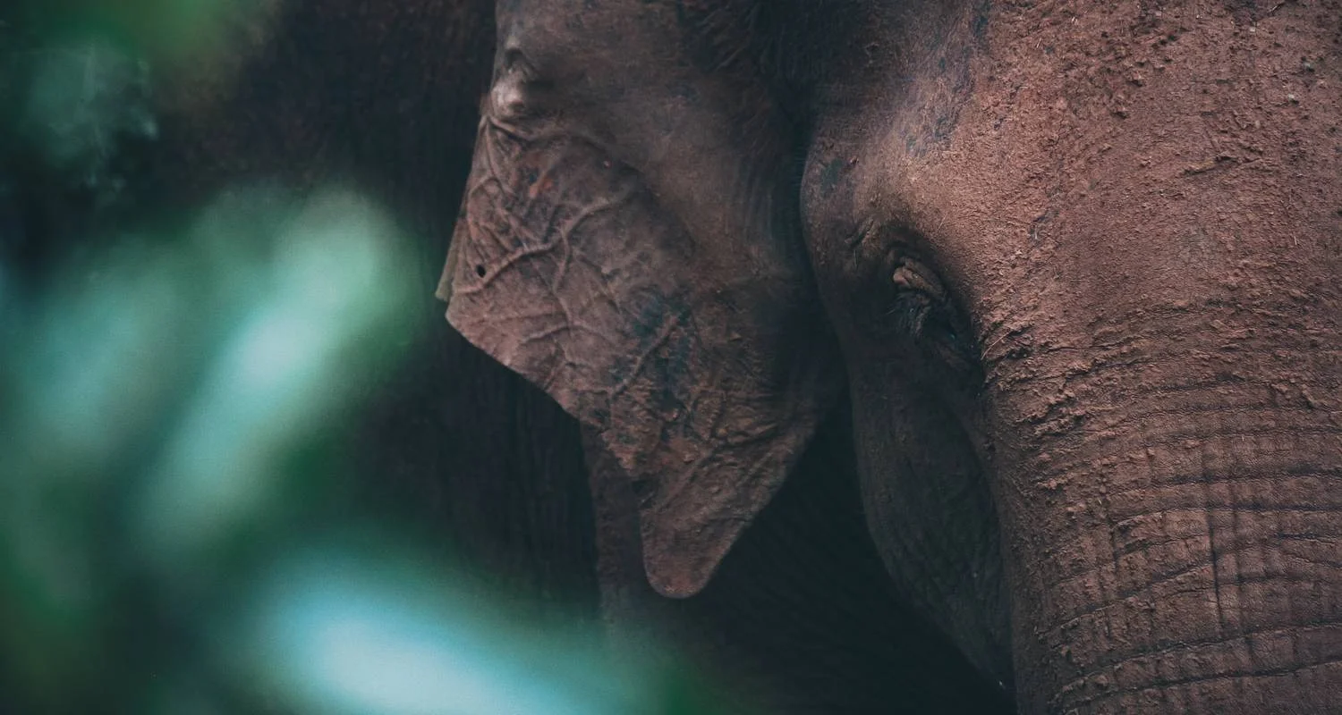 Explore Witness the beauty of South Asia Sri Lanka (09 Days ) Free Upgrade to Private Tour Available for 9 days with Beauty Lanka Travels and discover unforgettable experiences - Photo 2