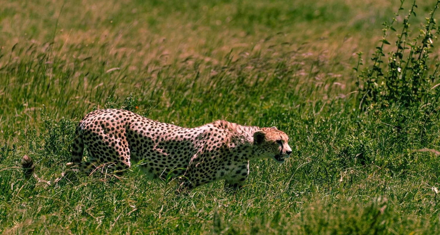 Explore From Arusha 3 days Ultimate Fly-In and Drive-Back Safari, Serengeti, Ngorongoro for 3 days with Beach and Safari Holidays and discover unforgettable experiences - Photo 5