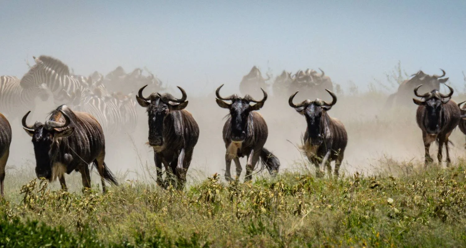 Explore From Arusha 5 Days Tanzanian Trails and Wildlife Tales: Jeep Safari Adventure, Ngorongoro, Lake Manyara for 5 days with Beach and Safari Holidays and discover unforgettable experiences - Photo 2