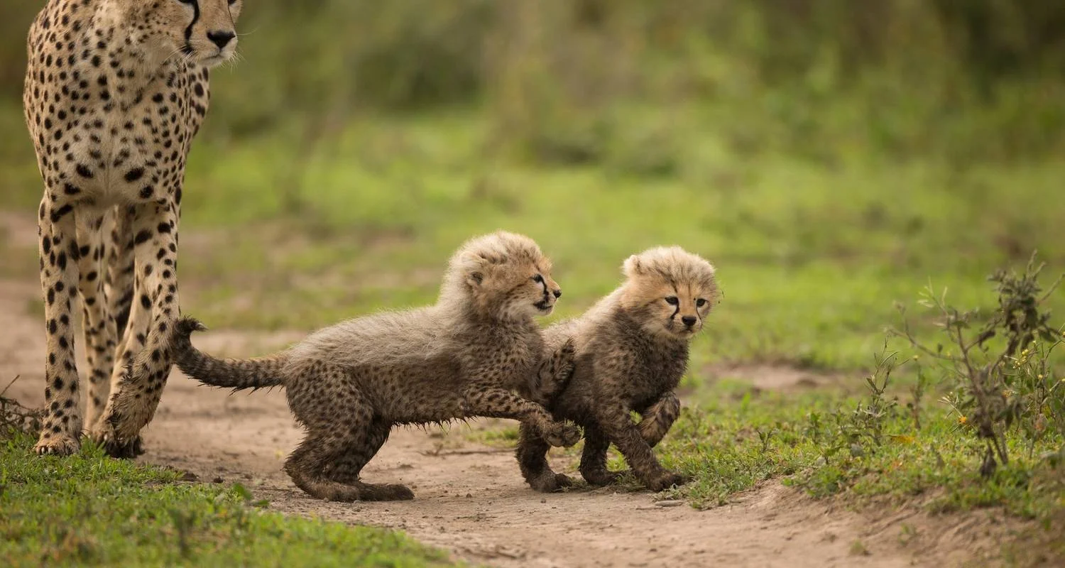 Explore From Arusha  4 days Savannah to Crater: Serengeti and Ngorongoro Safari Trip for 4 days with Beach and Safari Holidays and discover unforgettable experiences - Photo 5
