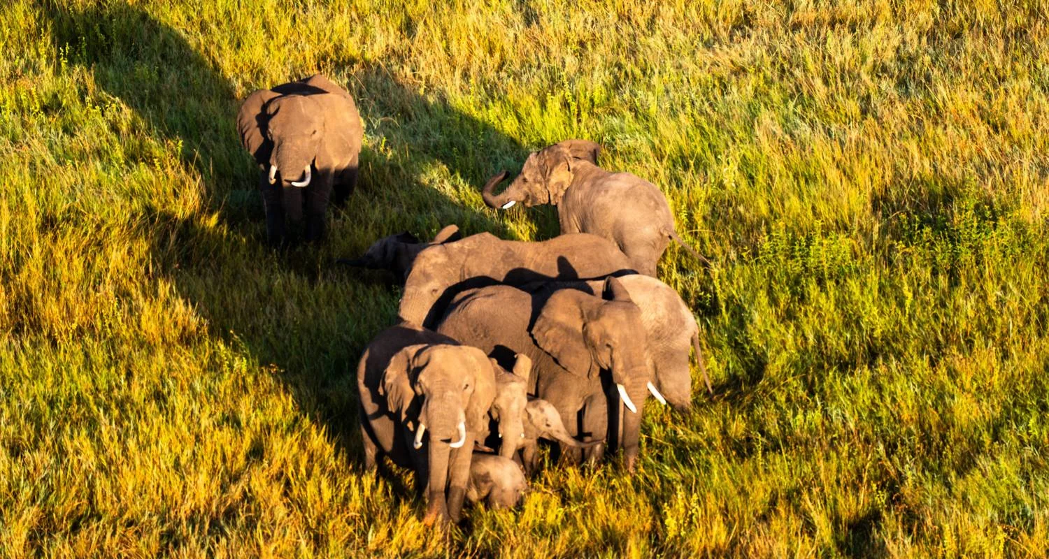 Explore From Arusha 6 days Tanzania's Classic Safari Adventure: Icons of the Wild, Tarangire, Lake Manyara, Serengeti N.P for 6 days with Beach and Safari Holidays and discover unforgettable experiences - Photo 2