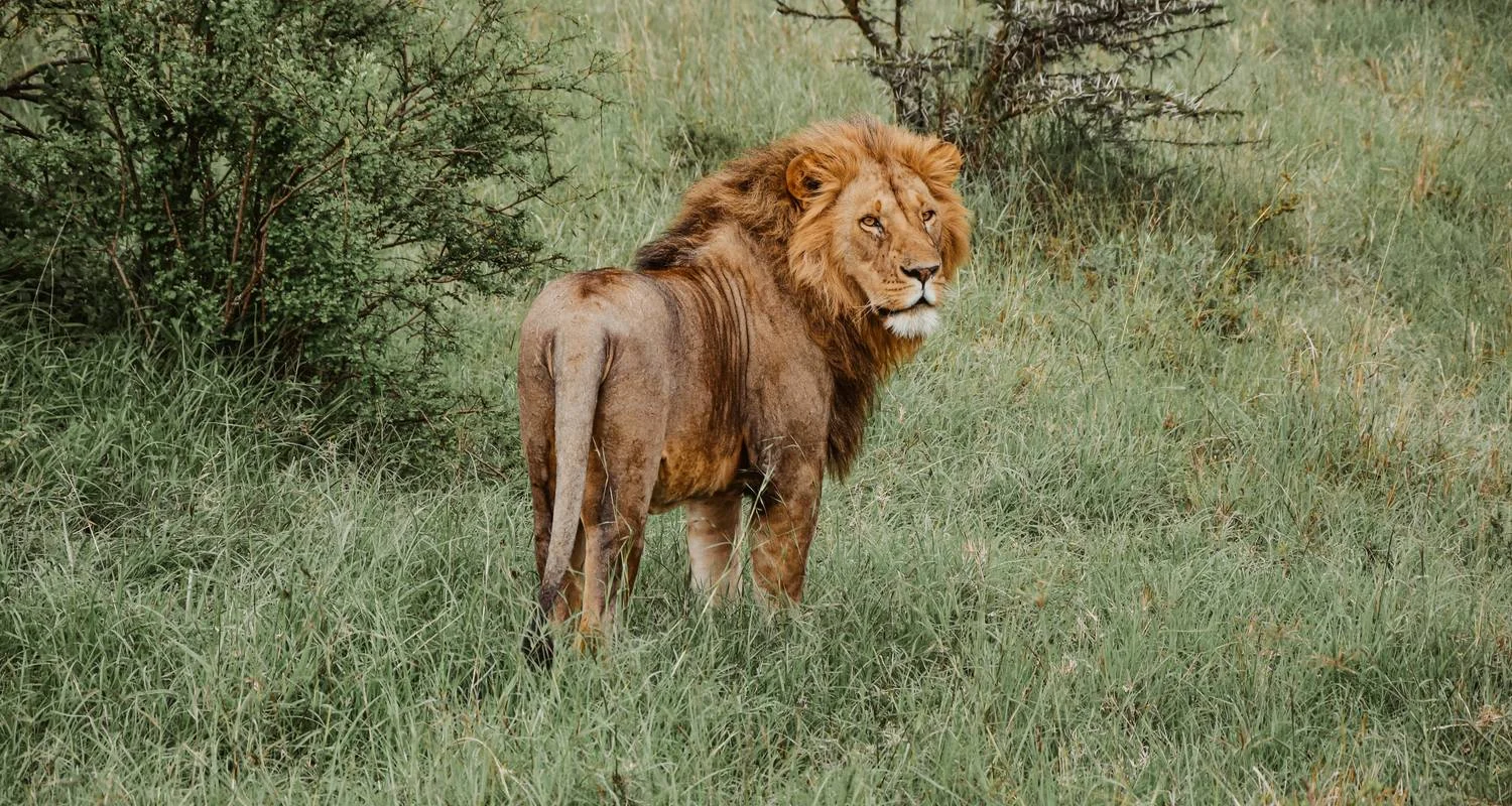 Explore From Arusha 6 days Tanzania's Iconic Safari Adventure: From Savannah to Crater: Serengeti, Lake Manyara N.P for 6 days with Beach and Safari Holidays and discover unforgettable experiences - Photo 5