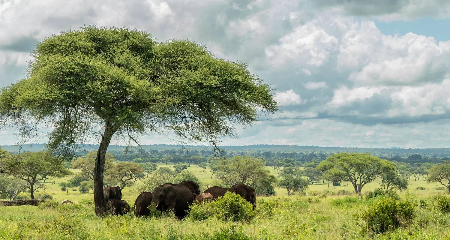 Explore From Arusha 7 Days of Wildlife Wonders : Serengeti,Tarangire, Lakes Natron/L.Manyara, Flamingos Safari Trip for 7 days with Beach and Safari Holidays and discover unforgettable experiences - Photo 2