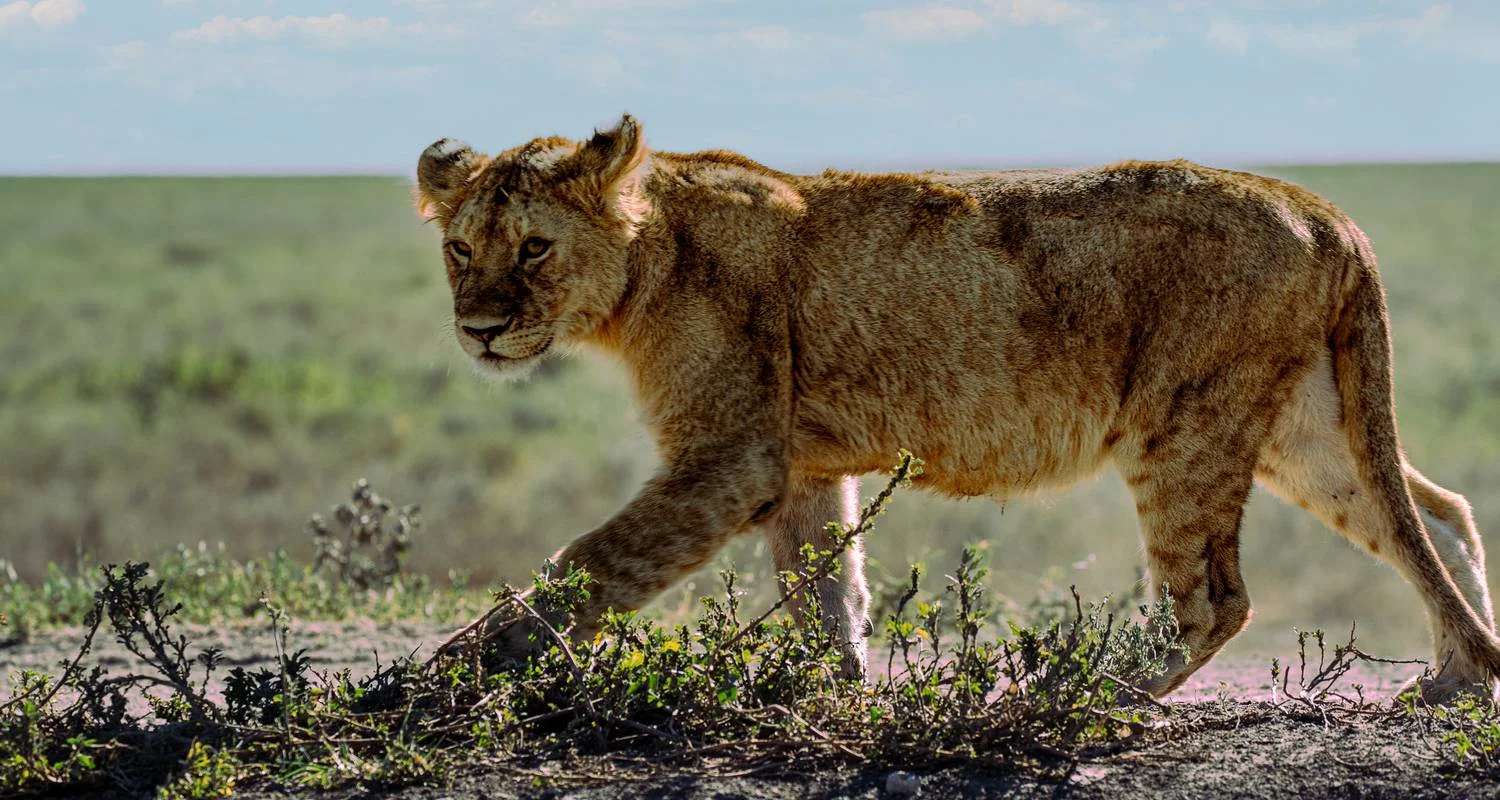 Explore From Arusha 7 days Beyond the Savannah: Tanzania's Hidden Gems Revealed,  Tarangire, Serengeti , Lakes, Flamingos Safari for 7 days with Beach and Safari Holidays and discover unforgettable experiences - Photo 2