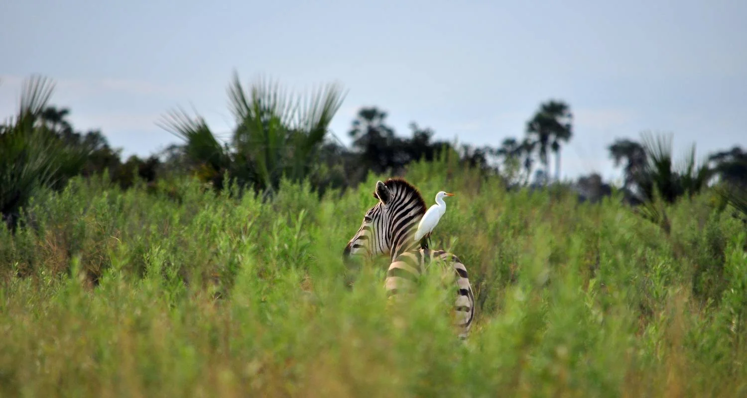 Explore From Arusha  7 days Tanzanian Safari: In the Footsteps of Wildlife, Serengeti, Lakes Natron/ L.Manyara, Tarangire for 7 days with Beach and Safari Holidays and discover unforgettable experiences - Photo 2