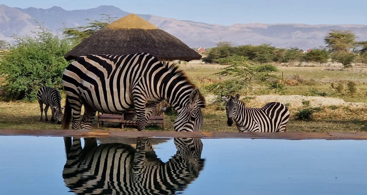 Explore From Zanzibar 9 days Wildlife Expedition Serengeti Safari, Pololeti Game Reserve, Lakes Natron, Ndutu for 9 days with Beach and Safari Holidays and discover unforgettable experiences - Photo 2