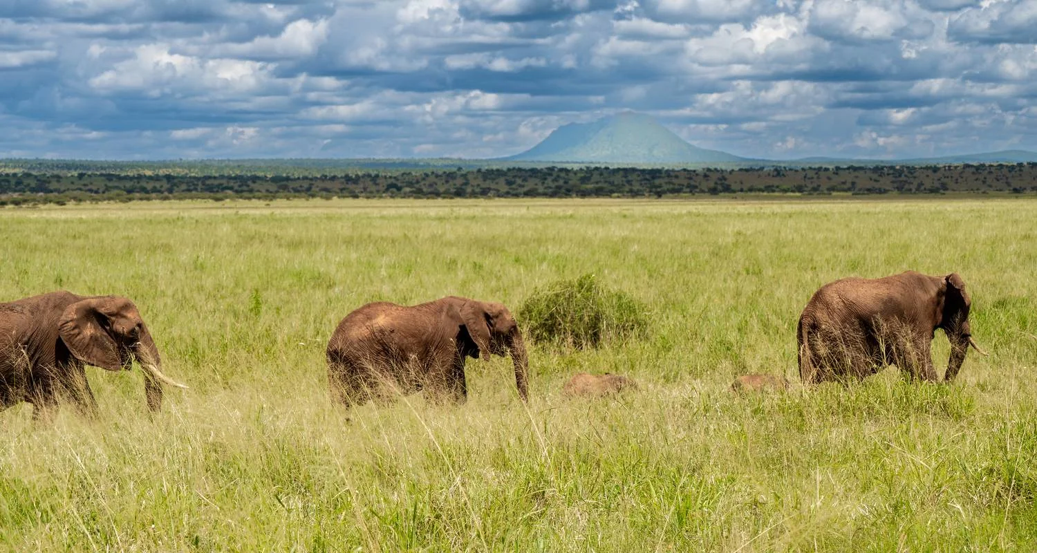 Explore From Arusha 10 days Tanzania Northern Circuit Adventure:  Tarangire, Lake Manyara, Serengeti National Park Safari Trip for 10 days with Beach and Safari Holidays and discover unforgettable experiences - Photo 2