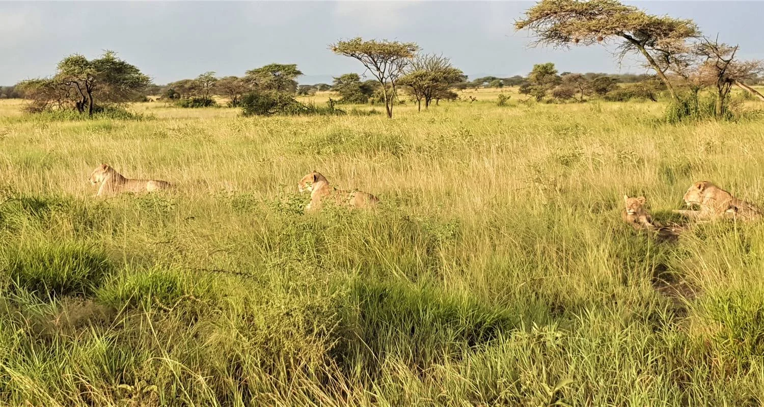 Explore From Zanzibar 8 days Beach & Safari Holidays : Zanzibar & Fly-in Serengeti for 8 days with Beach and Safari Holidays and discover unforgettable experiences - Photo 2