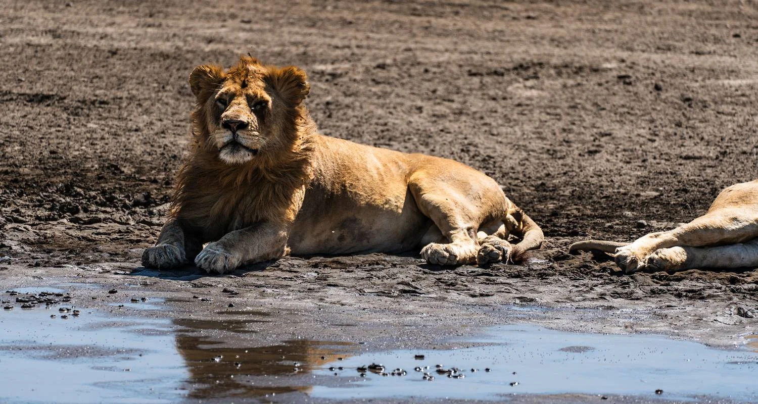 Explore From Arusha: 11 Days famous Serengeti Inside out safari for 11 days with Beach and Safari Holidays and discover unforgettable experiences - Photo 8