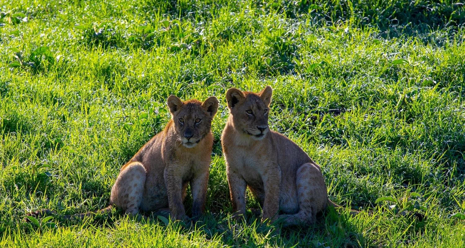 Explore From Zanzibar to Serengeti, Ngorongoro 8 days Safari wildlife experience for 8 days with Beach and Safari Holidays and discover unforgettable experiences - Photo 4