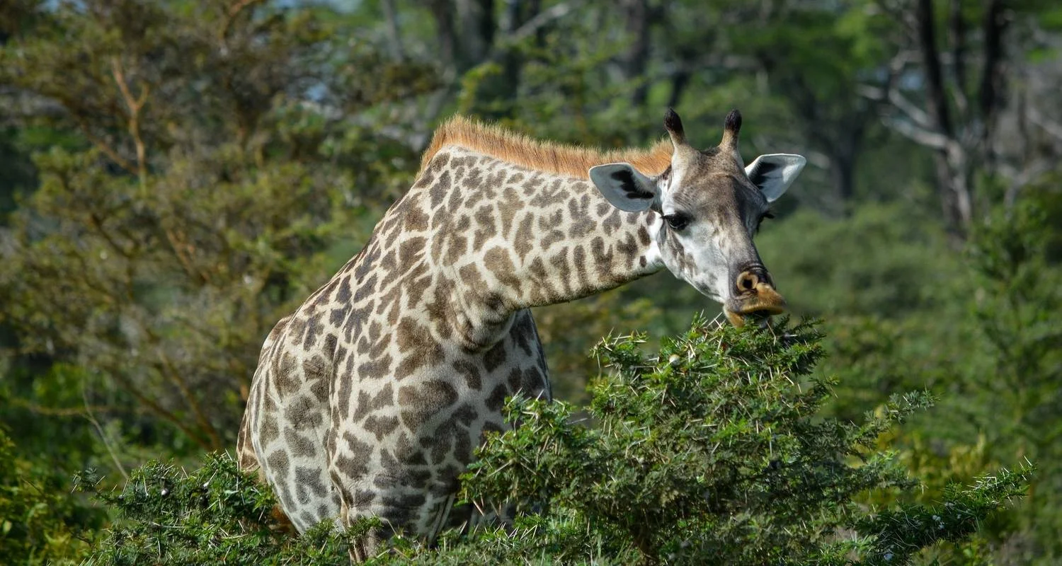 Explore From Zanzibar 11 days A Perfect Blend of Zanzibar's Beaches and Tanzania's Wildlife Serengeti, Lake Natron, Ngorongoro, Tarangire safari trip for 11 days with Beach and Safari Holidays and discover unforgettable experiences - Photo 2