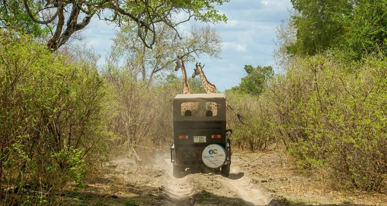 Explore From Zanzibar 11 days Zanzibar & Selous Game Reserve Safari family package for 11 days with Beach and Safari Holidays and discover unforgettable experiences - Photo 2
