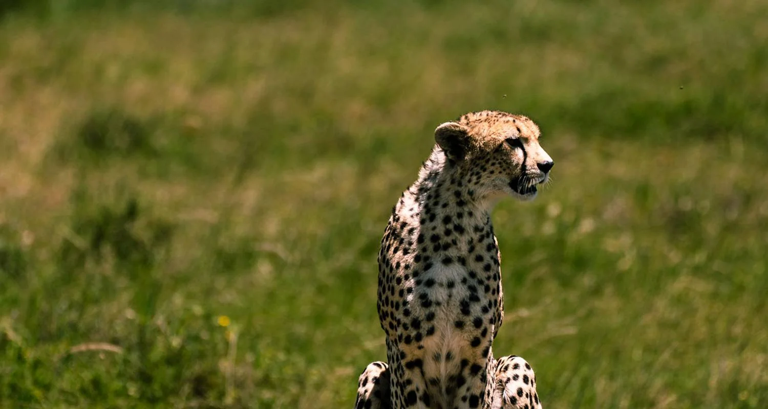 Explore From Zanzibar 15 days Holidays in Zanzibar & Fly-In Drive Round Trip : Serengeti, Lake Natron safari for 15 days with Beach and Safari Holidays and discover unforgettable experiences - Photo 2