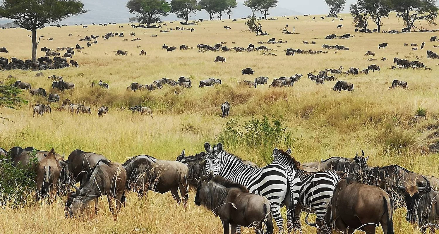 Explore From Zanzibar 15 days Surprising Tanzania and Zanzibar, Jewel of the Indian Ocean, Tarangire, Serengeti safari trip for 15 days with Beach and Safari Holidays and discover unforgettable experiences - Photo 2