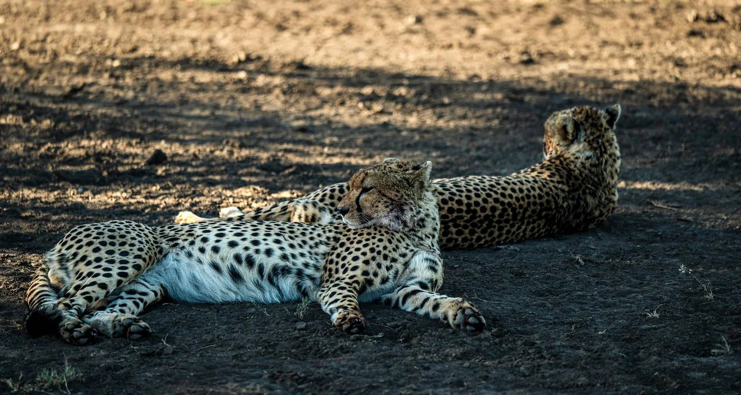 Explore From Zanzibar & Fly-In Serengeti : 15 days Safari Discover the Land of the Big Cats for 15 days with Beach and Safari Holidays and discover unforgettable experiences - Photo 3