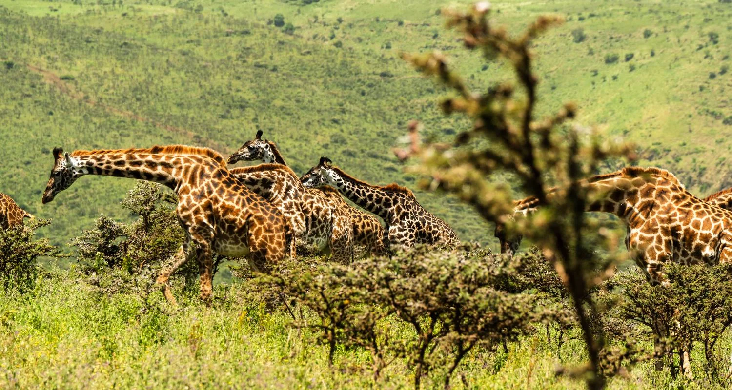 Explore From Zanzibar: 2 Days Private Safari Ngorongoro with Flights for 2 days with Beach and Safari Holidays and discover unforgettable experiences - Photo 2