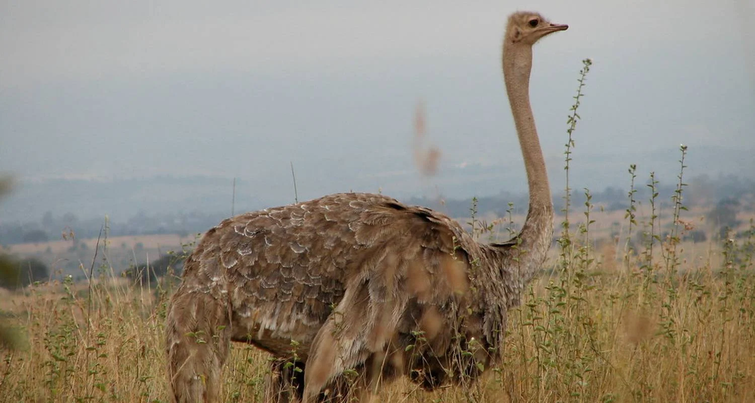 Explore CITY EXCURSION for 1 days with Bencia Africa Adventure and Safaris and discover unforgettable experiences - Photo 2