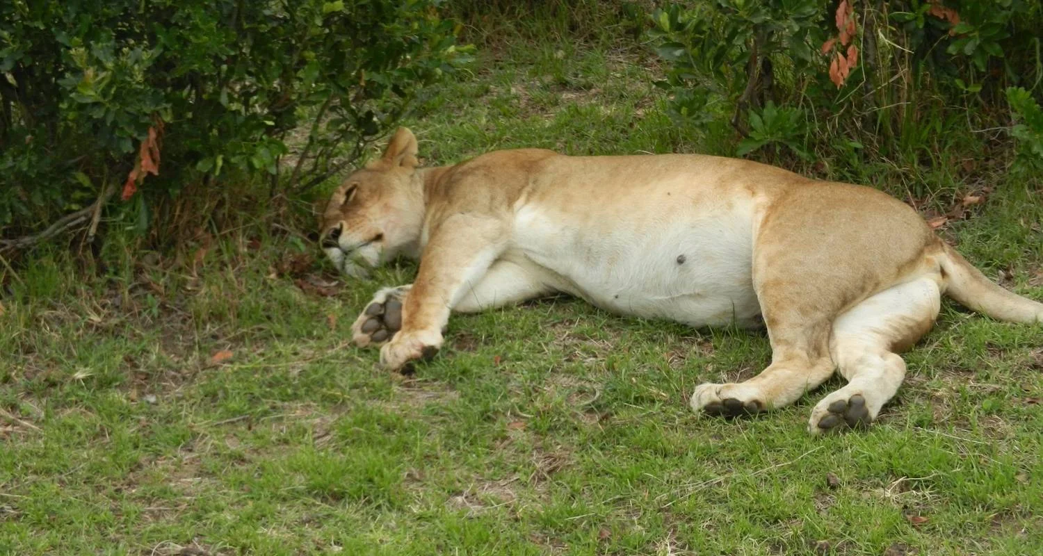 Explore 3 Day Masai Mara Wildlife Safari Adventure for 3 days with Bencia Africa Adventure and Safaris and discover unforgettable experiences - Photo 2