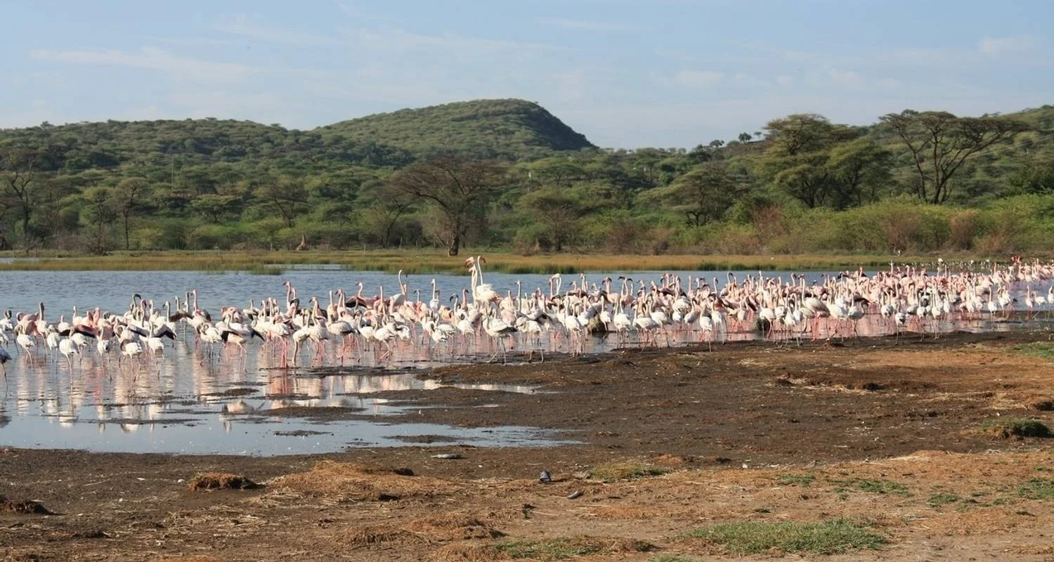 Explore 4 Days Masai Mara and Lake Nakuru Bush Safari for 4 days with Bencia Africa Adventure and Safaris and discover unforgettable experiences - Photo 2