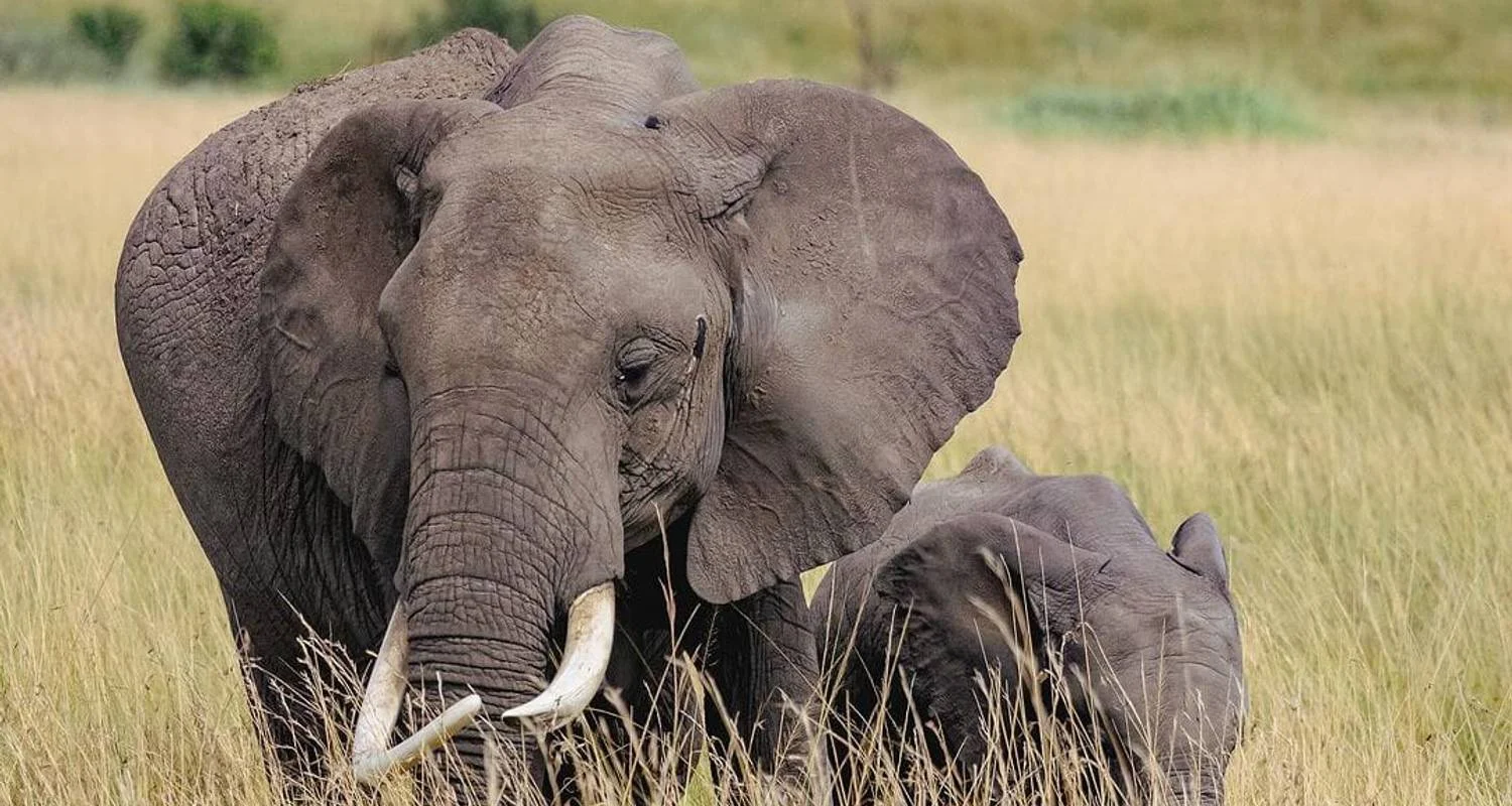 Explore 6 DAYS MASAI MARA-L.NAKURU-AMBOSELI  CLASSIC SAFARI for 6 days with Bencia Africa Adventure and Safaris and discover unforgettable experiences - Photo 2