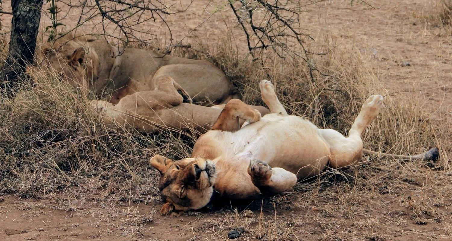 Explore 5 Days Amboseli, Tsavo East & Tsavo West Coastal Safari for 5 days with Bencia Africa Adventure and Safaris and discover unforgettable experiences - Photo 2