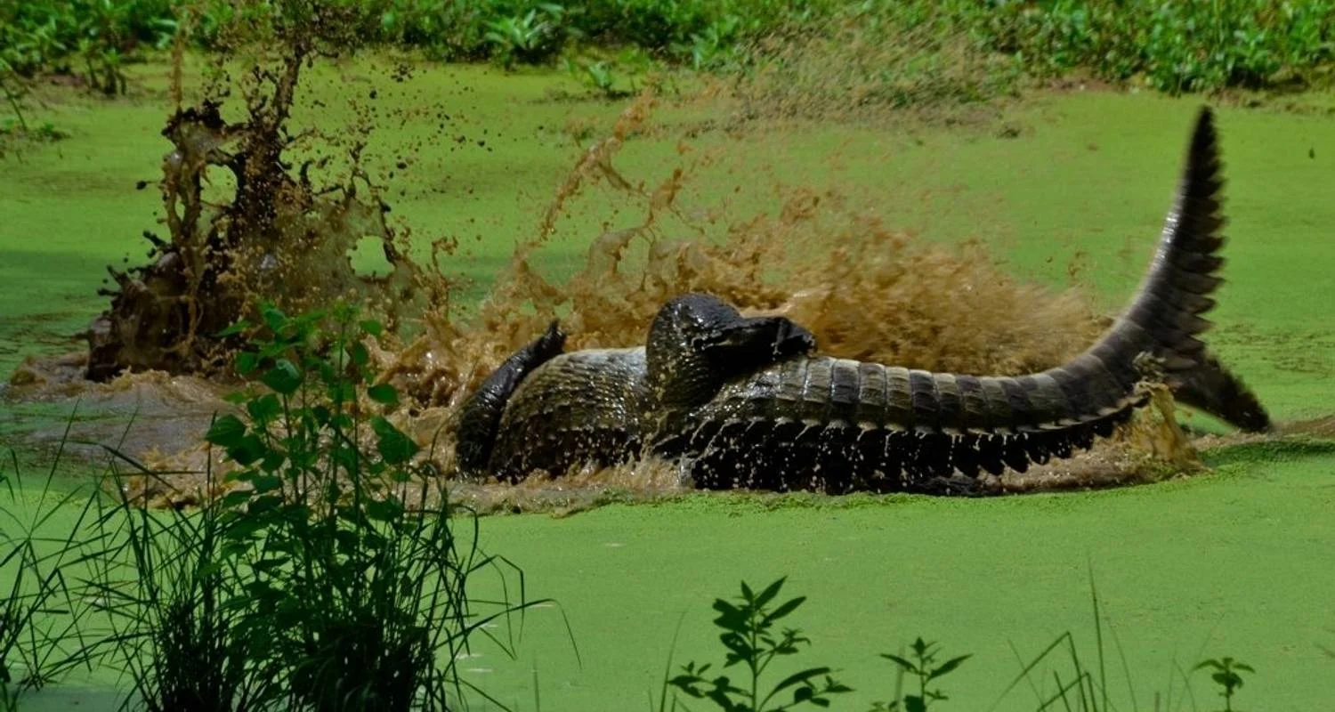 Explore 5-Day Wildlife Photography Tour for 5 days with Beyond Escapes and discover unforgettable experiences - Photo 2