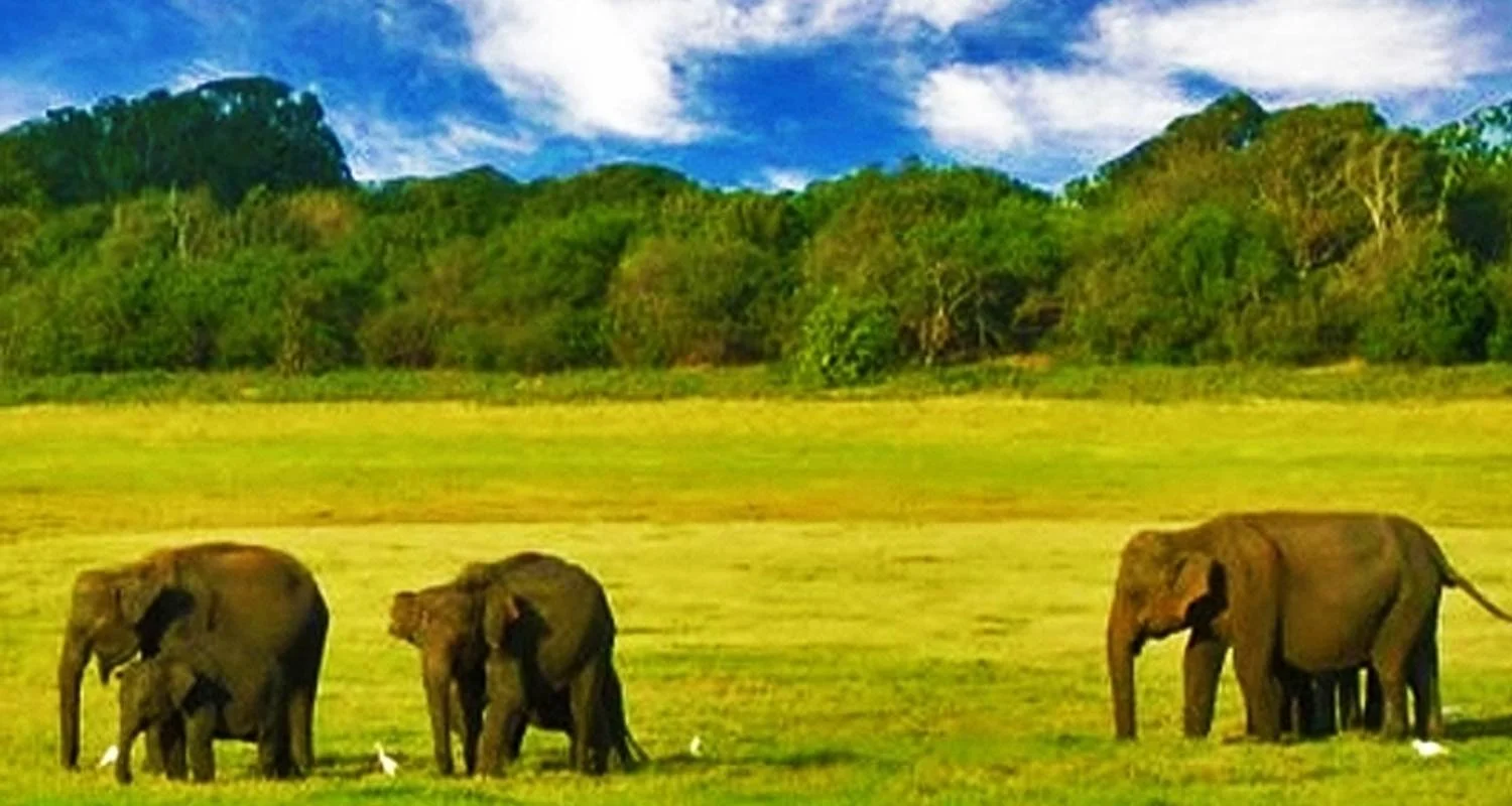 Explore 10-Day Nature and Wildlife Tour in Sri Lanka for 10 days with Beyond Escapes and discover unforgettable experiences - Photo 2