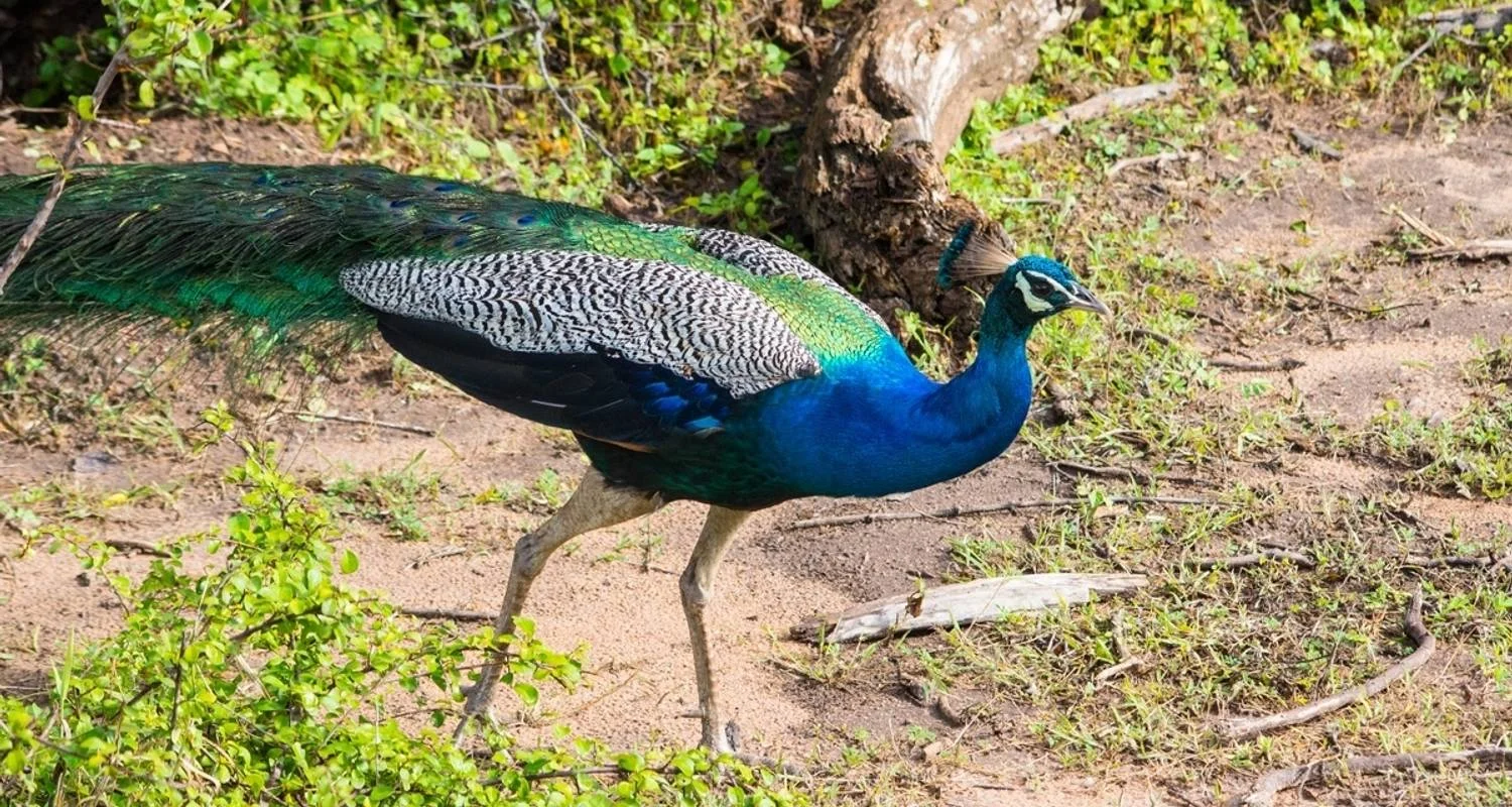 Explore Overnight Luxury Glamping in Yala With Return Transfers (From Galle) for 2 days with Beyond Escapes and discover unforgettable experiences - Photo 2