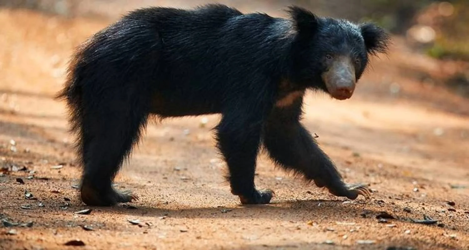 Explore Overnight adventure tour to Gal Oya National Park with Return Transfers for 2 days with Beyond Escapes and discover unforgettable experiences - Photo 2