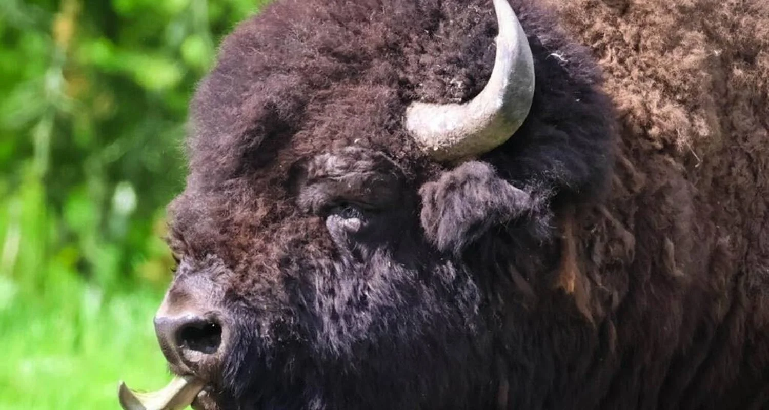 Explore Private- 5 Day- Yellowstone and Grand Teton National Park in Depth- Hotel Based for 5 days with Bindlestiff Tours and discover unforgettable experiences - Photo 2