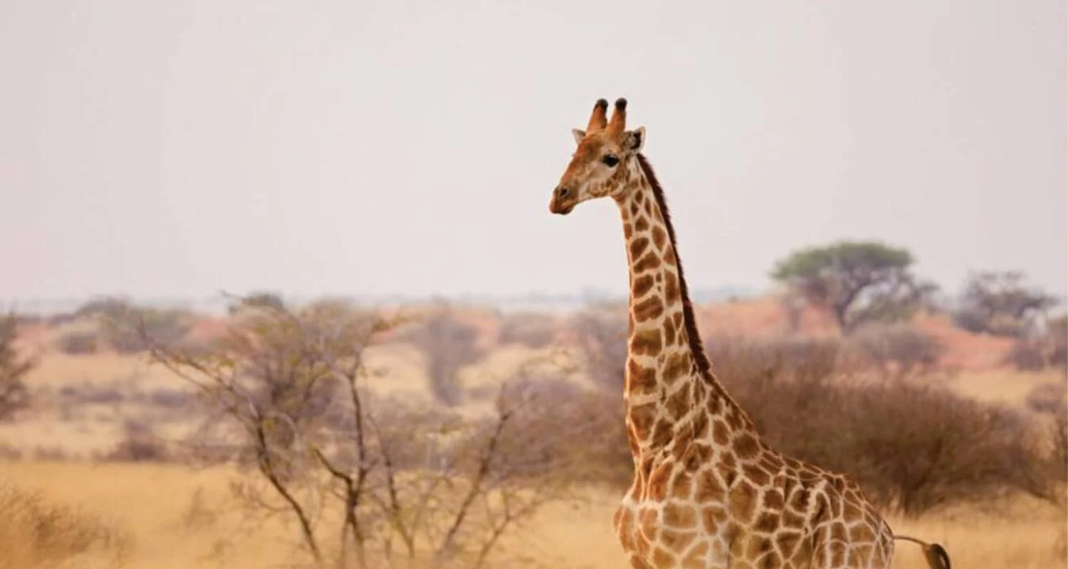 Explore Affordable 7-Day Kenya Budget Luxury Adventure Safari - (With a Free Expert Wildlife Guide) for 7 days with Bonvoyage Kenya Safaris and discover unforgettable experiences - Photo 2