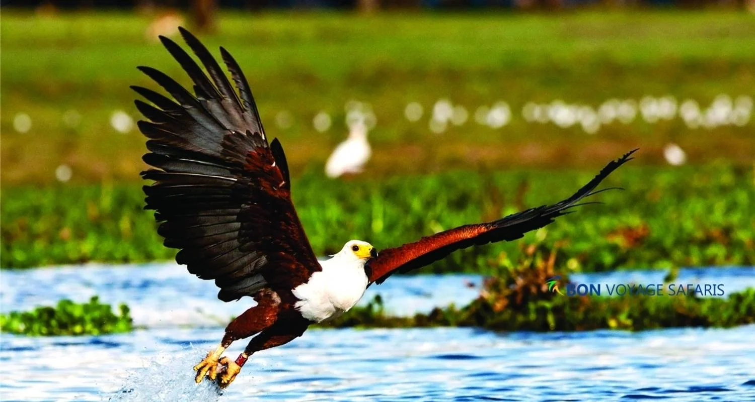 Explore Affordable 5-Day Amboseli & Masai Mara Kenya Budget Joining Tour for groups for 5 days with Bonvoyage Kenya Safaris and discover unforgettable experiences - Photo 2