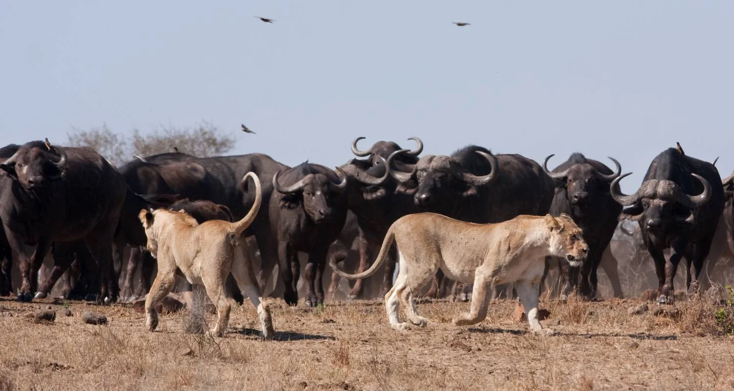 Explore South Africa to Victoria Falls 12 Day Adventure for 12 days with BrushBuck Wildlife Tours and discover unforgettable experiences - Photo 2