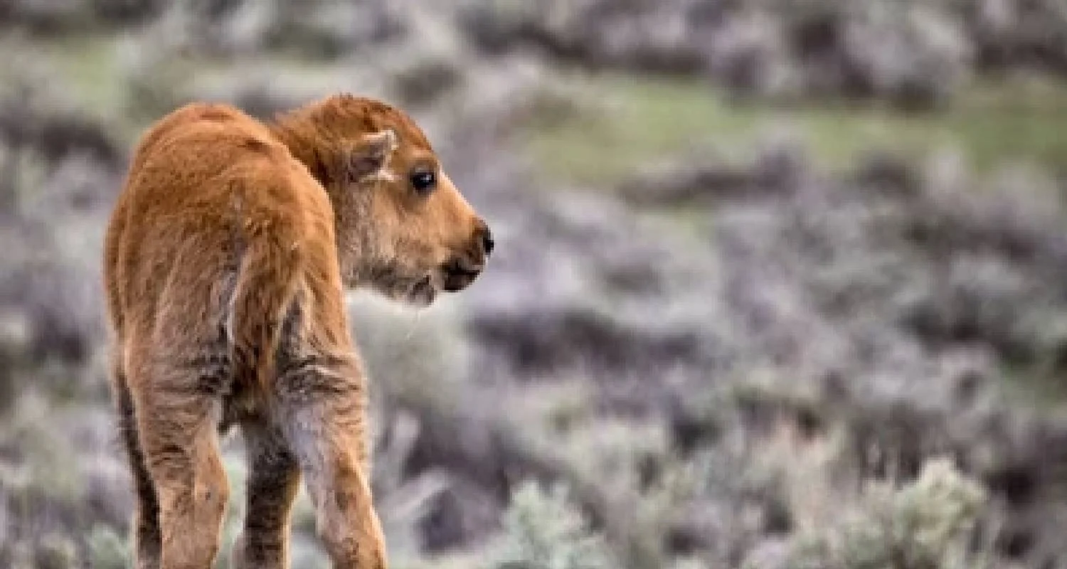 Explore Grand Teton / Yellowstone National Parks 2 Day / 1 Night Wildlife Adventure for 2 days with BrushBuck Wildlife Tours and discover unforgettable experiences - Photo 2