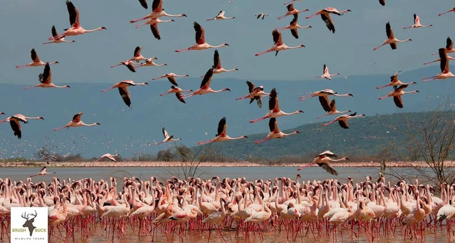 Explore Kenya & Tanzania Great Migration 12-Day  Adventure with optional Gorilla trek add-on for 12 days with BrushBuck Wildlife Tours and discover unforgettable experiences - Photo 2