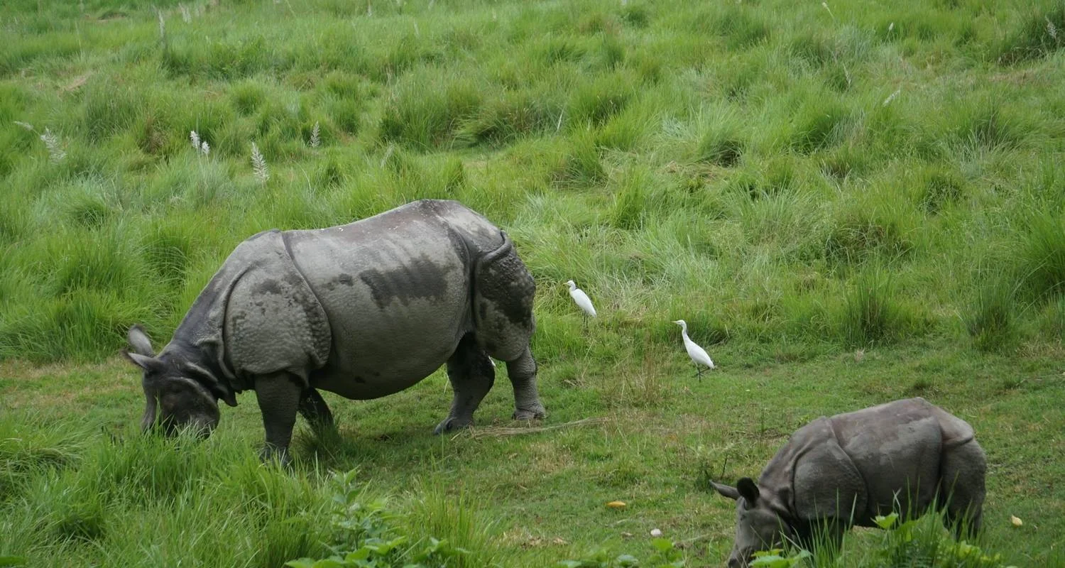 Explore Poon Hill Trek & Chitwan National Park Tour for 10 days with Buna Treks & Expedition Pvt Ltd and discover unforgettable experiences - Photo 2